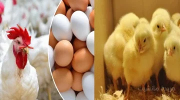 قفزة جديدة.. أسعار الفراخ اليوم السبت تحديث مفاجئ لسعر كيلو البلدي 1